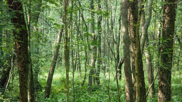 Black alder forest.