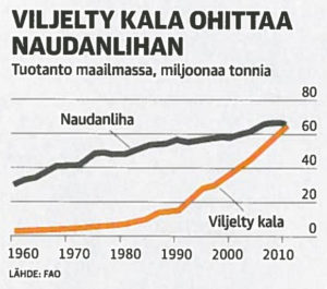 Kalanviljelygraafi - Viljelty kala ohittaa naudanlihan.