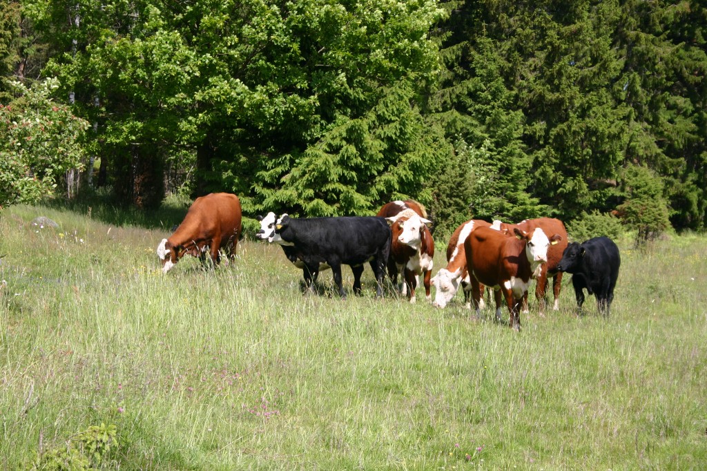 Lehmiä laitumella.