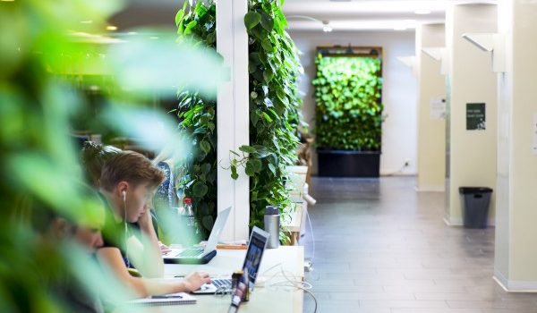 Office with Naava's green wall.