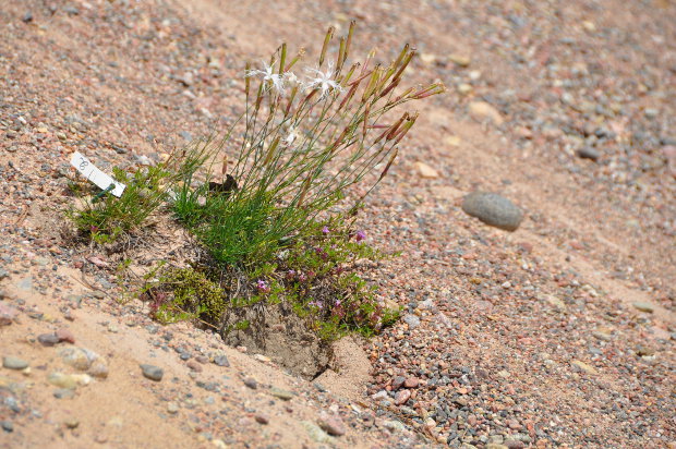 Paahdeympäristön kasveja hiekkarinteessä.