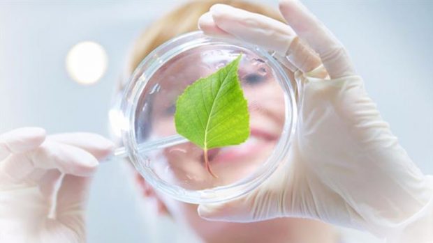 A birch leaf in petri dish.