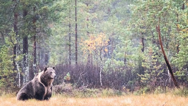 A bear in a forest.