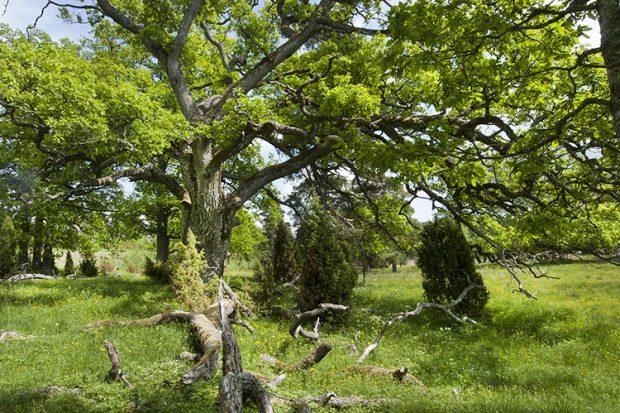 Paraisilla sijaitsevan Lenholmin luonnonsuojelualueen vanhimmat tammet ovat arviolta 300–450-vuotiaita. 