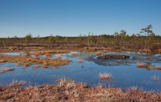 A swamp.