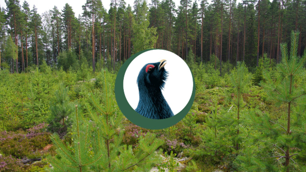 Tapio's Best practice's logo and young forest in the background.