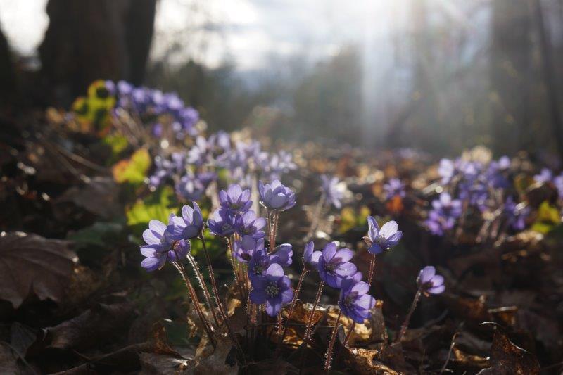 Sinivuokkoja metsässä.