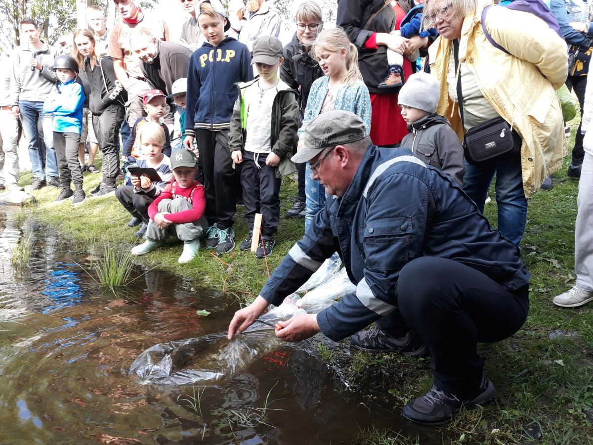 Yleisö katsoo kun taimenia vapautetaan Hupisaarten puroon.