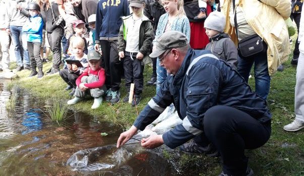 Yleisö katsoo kun taimenia vapautetaan Hupisaarten puroon.