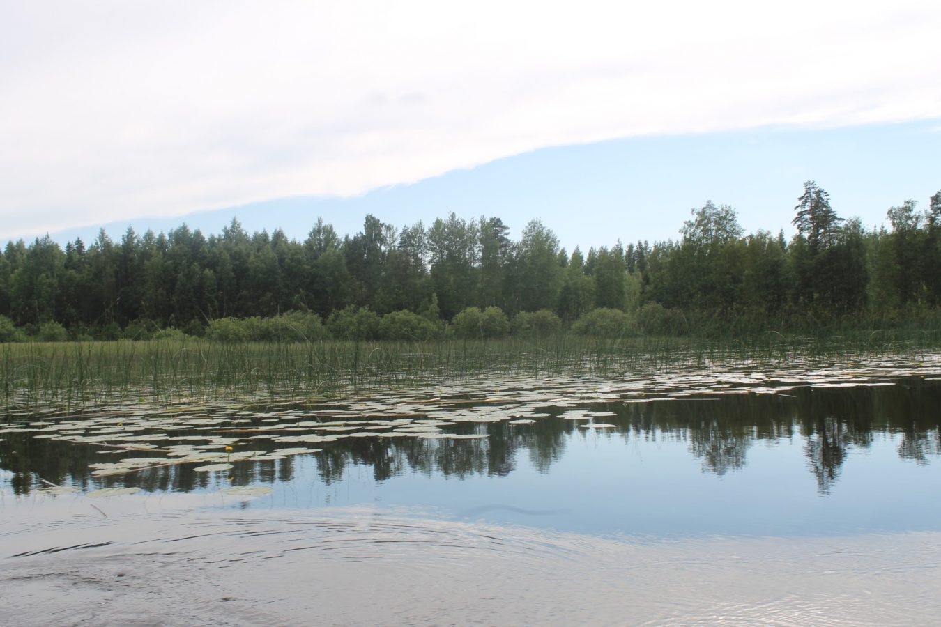 Rehevä järvi.