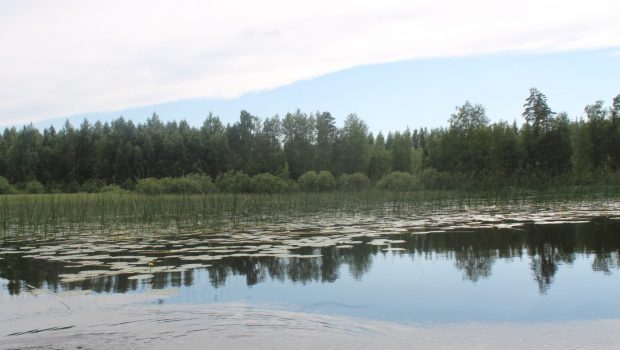 Rehevä järvi.