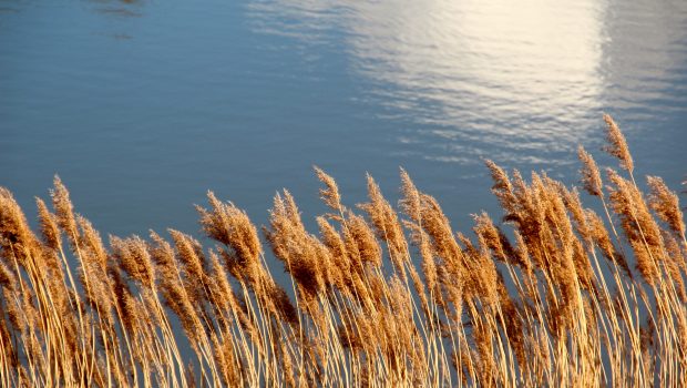 Etualalla järviruokoa jonka takana siintää vesi. Veteen heijastuu valo.