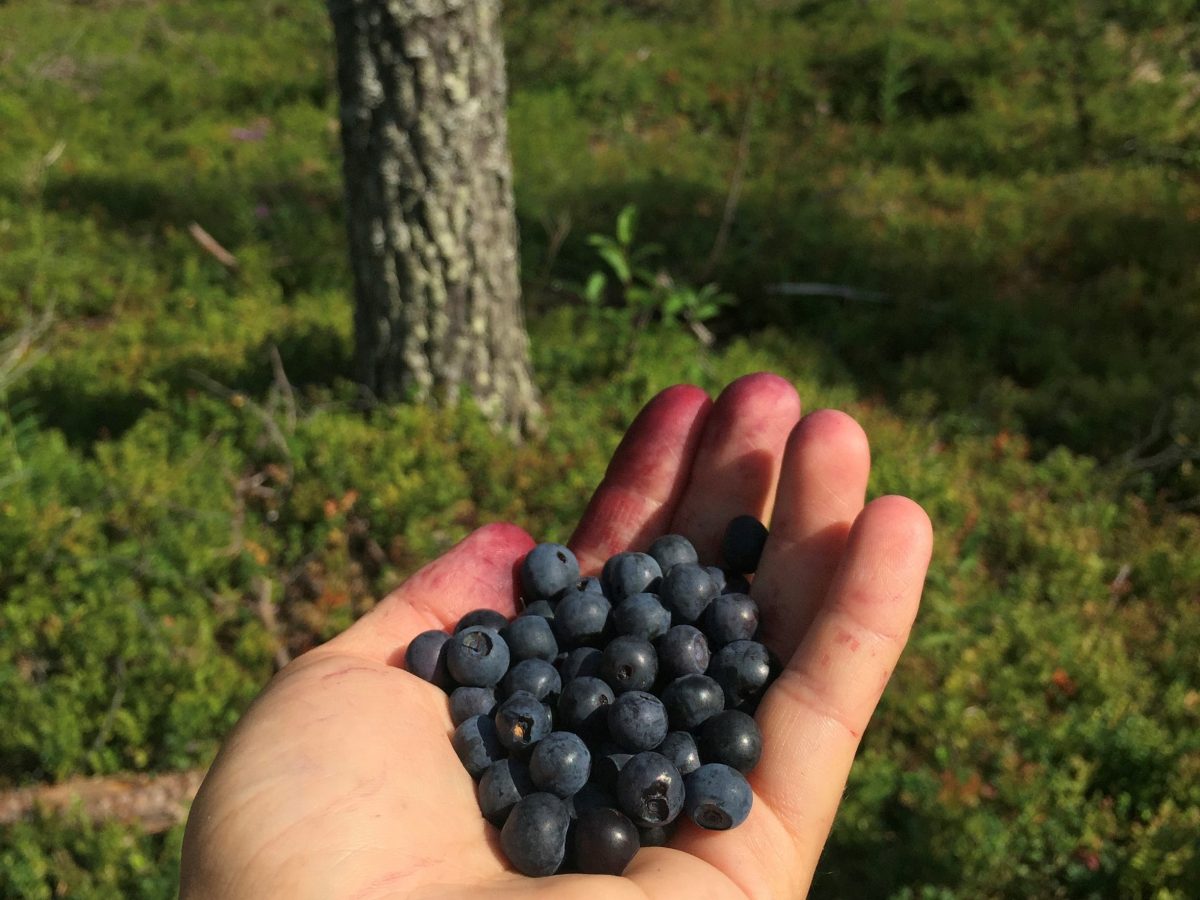 Kädessä mustikkaa. Taustalla näkyy varvikkoa ja yksi puun runko.