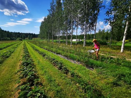 Vihreä penkkiviljelypalsta. Oikealla näkyy nainen työssä. Taivas on sininen ja koivut ovat lehdessä kuvan oikeassa reunassa.