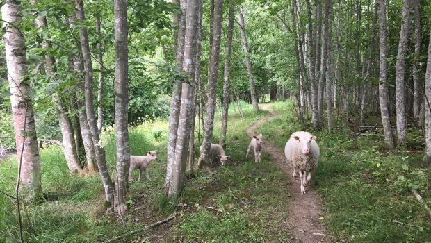 Kolme valkoista karitsaa ja uuhi metsässä.