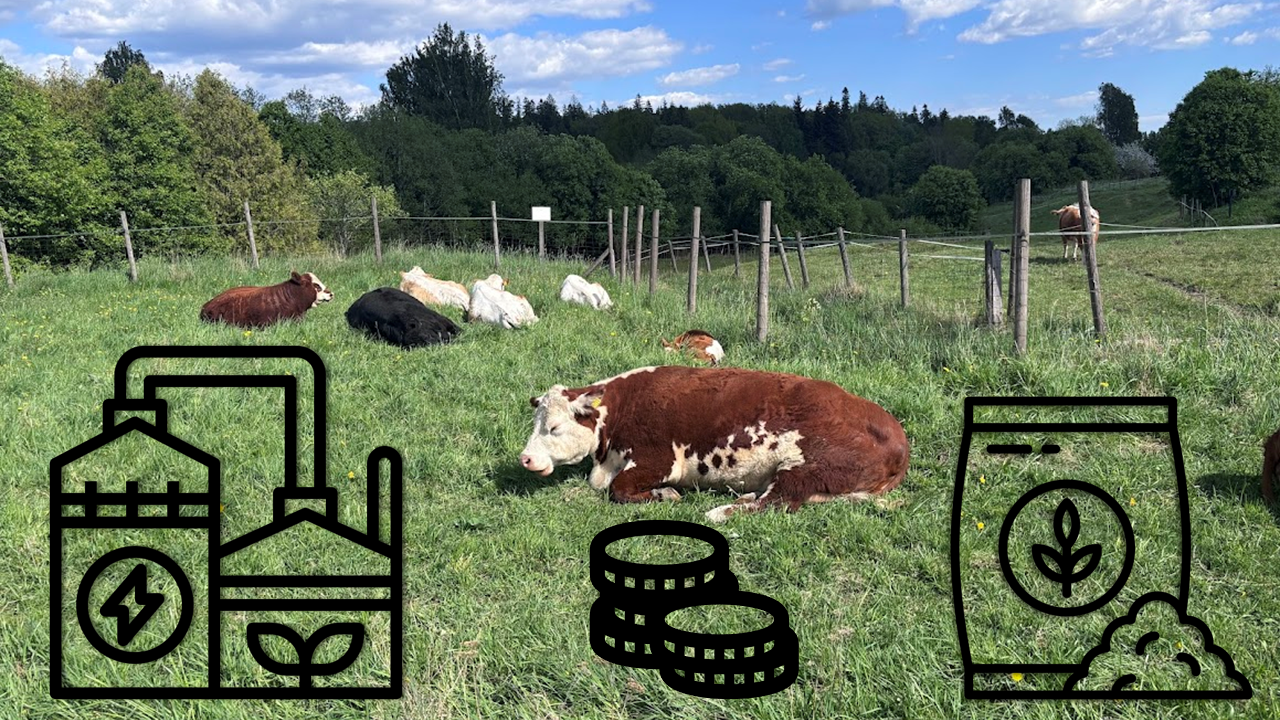Lehmiä laitumella, alhaalla kuvituskuvat biokaasulaitoksesta, rahasta ja kasviravinteesta.